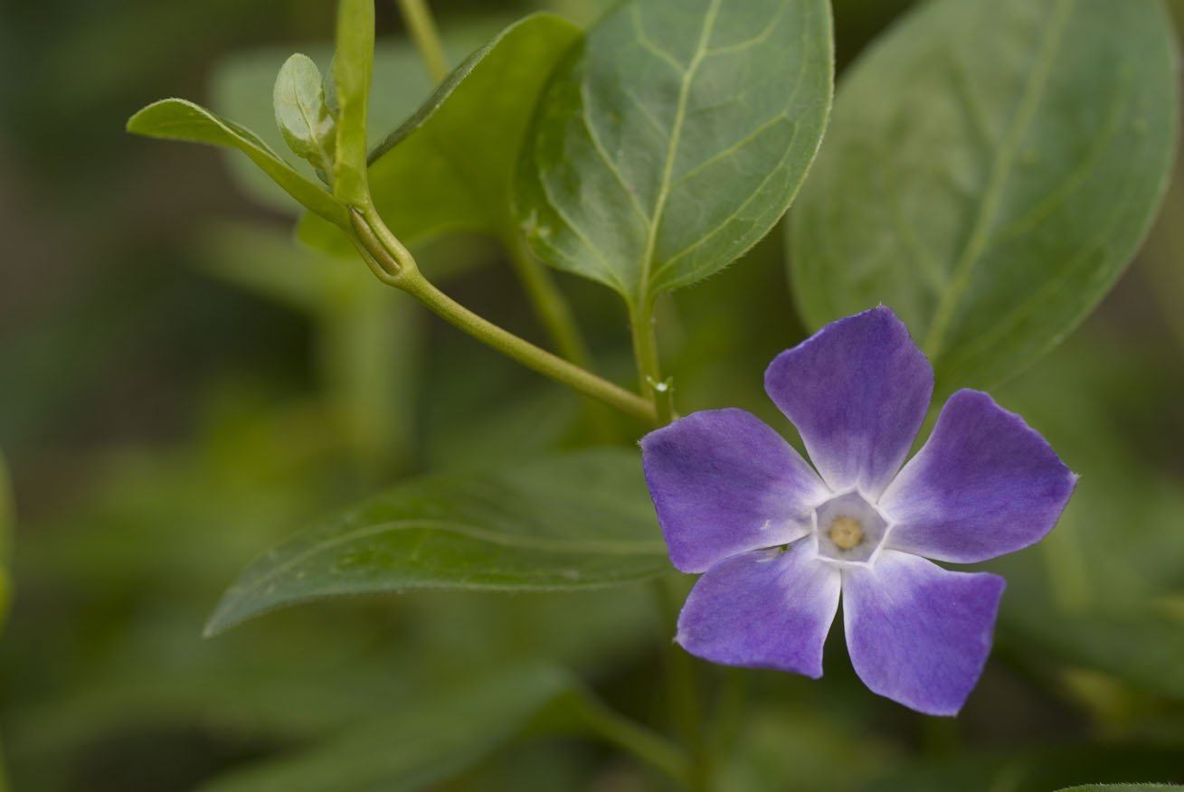 Vinca major / Pervinca maggiore